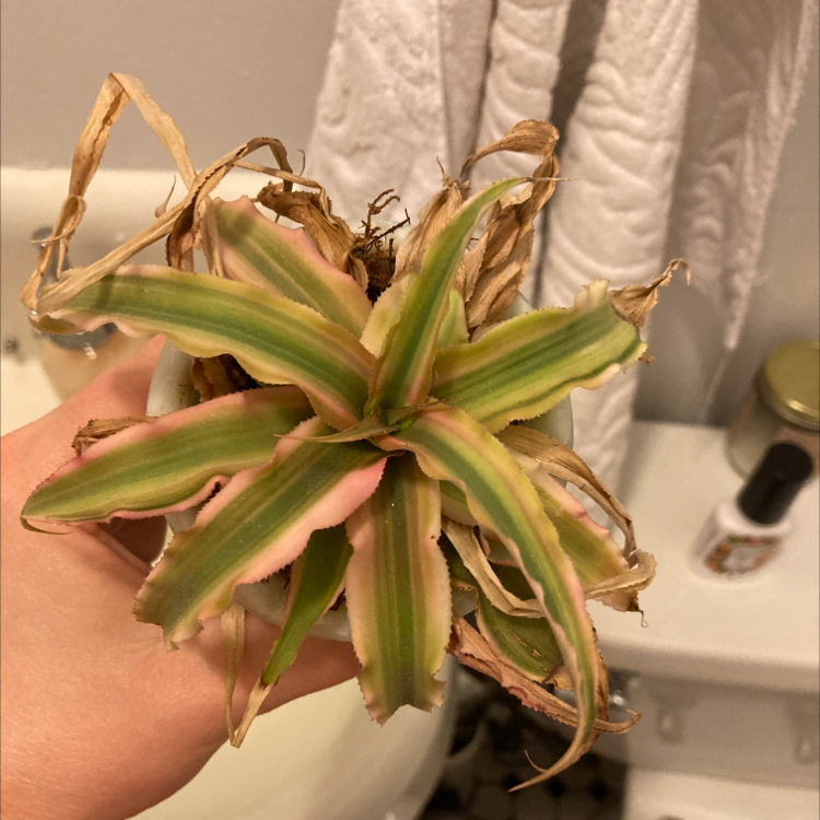 Earth Stars plant with green and pinkish leaves, some browning at tips, held by a hand.
