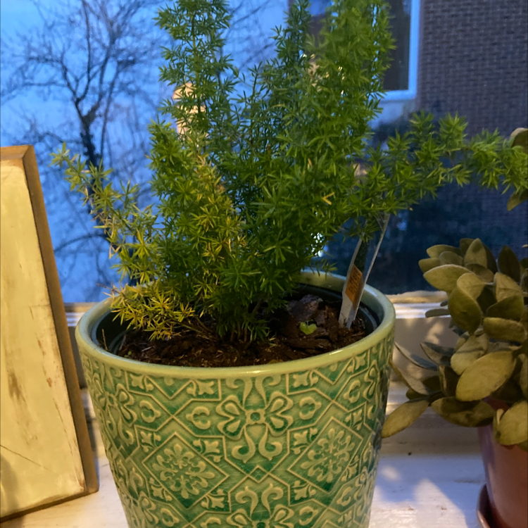 Sprenger's Asparagus plant in a decorative pot, healthy green foliage, visible soil.
