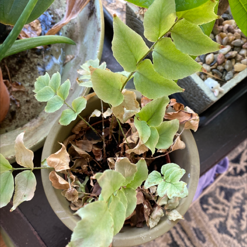 House Holly-Fern in a pot with yellowing and browning leaves, indicating potential health issues.