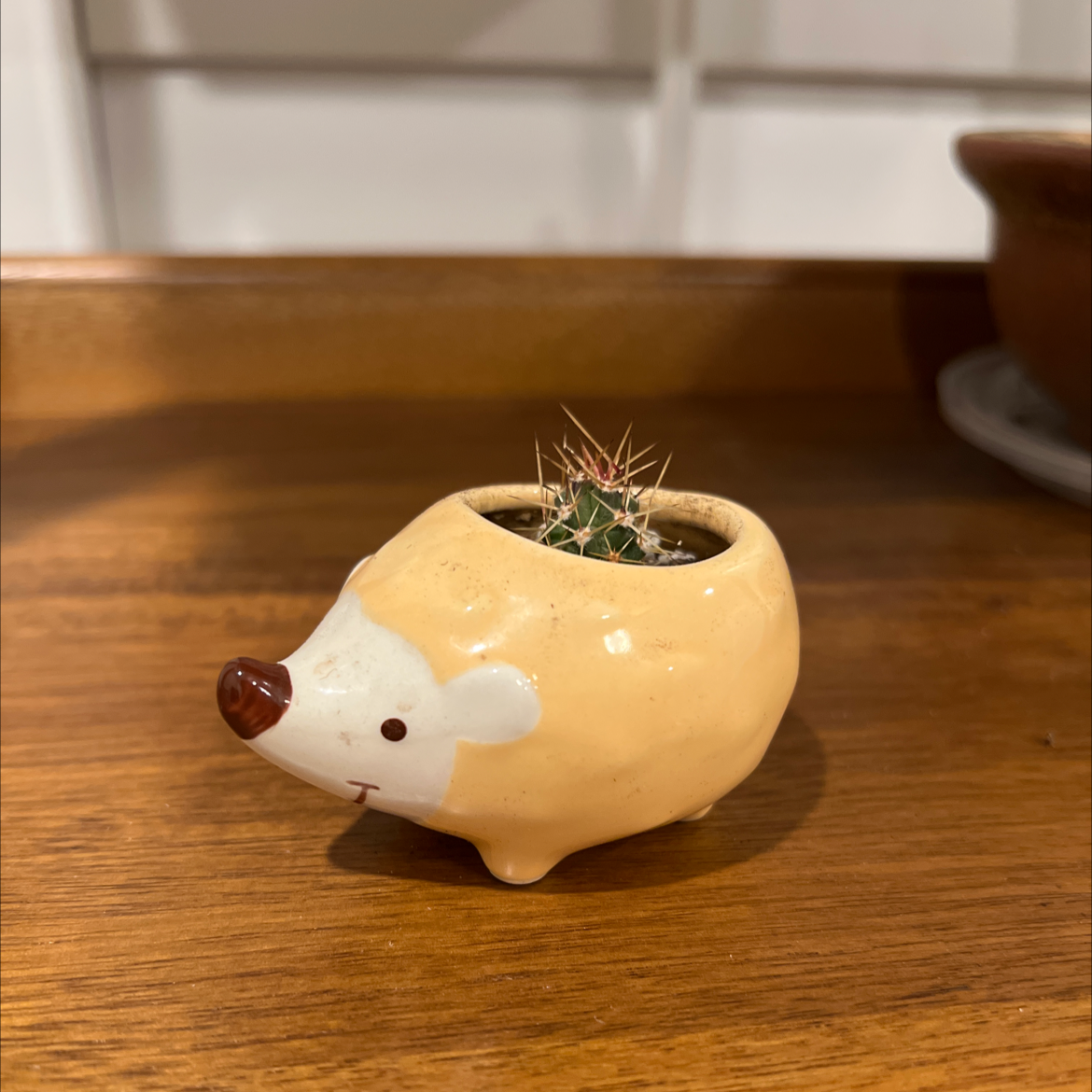 Scarlet Hedgehog Cactus in a decorative hedgehog-shaped pot on a wooden surface.