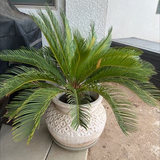 Sago Palm plant in Danville, California