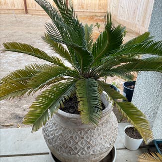Sago Palm plant in Danville, California