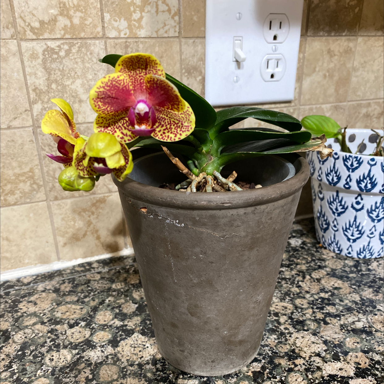 Photo of the plant species large-fruited catasetum by @EpitomeSnowdrop named Mouth Plant on Greg, the plant care app