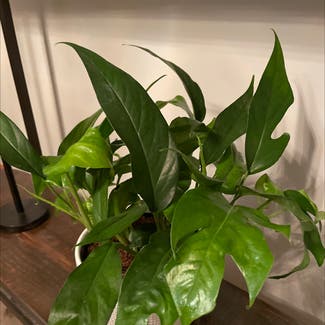 Baltic Blue Pothos plant in Somewhere on Earth