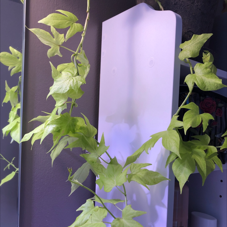 Healthy sweet potato vine plant with vibrant green arrow-shaped leaves, well-framed against a dark background.