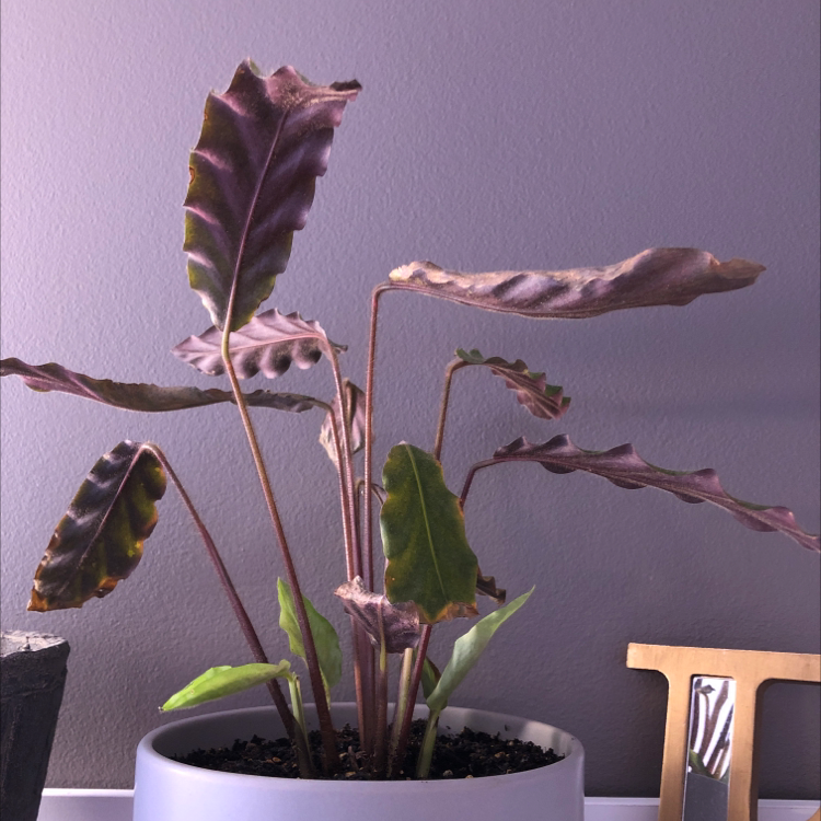 Furry Feather Calathea plant with browning and yellowing leaves in a pot.