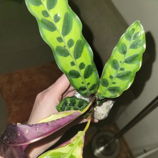 Rattlesnake Plant plant in Bussey, Iowa