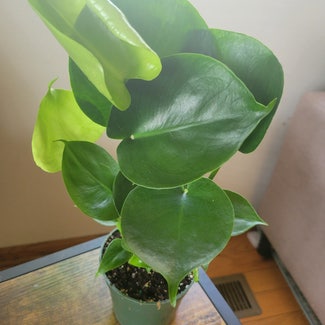 Monstera plant in Bussey, Iowa