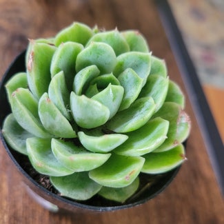 Echeveria 'Lime n' Chile' plant in Bussey, Iowa