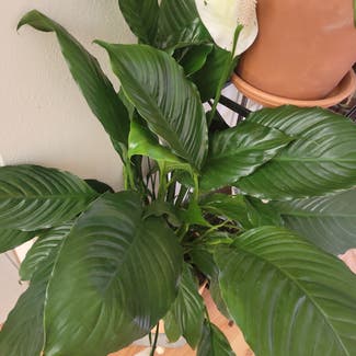 Peace Lily plant in Bussey, Iowa