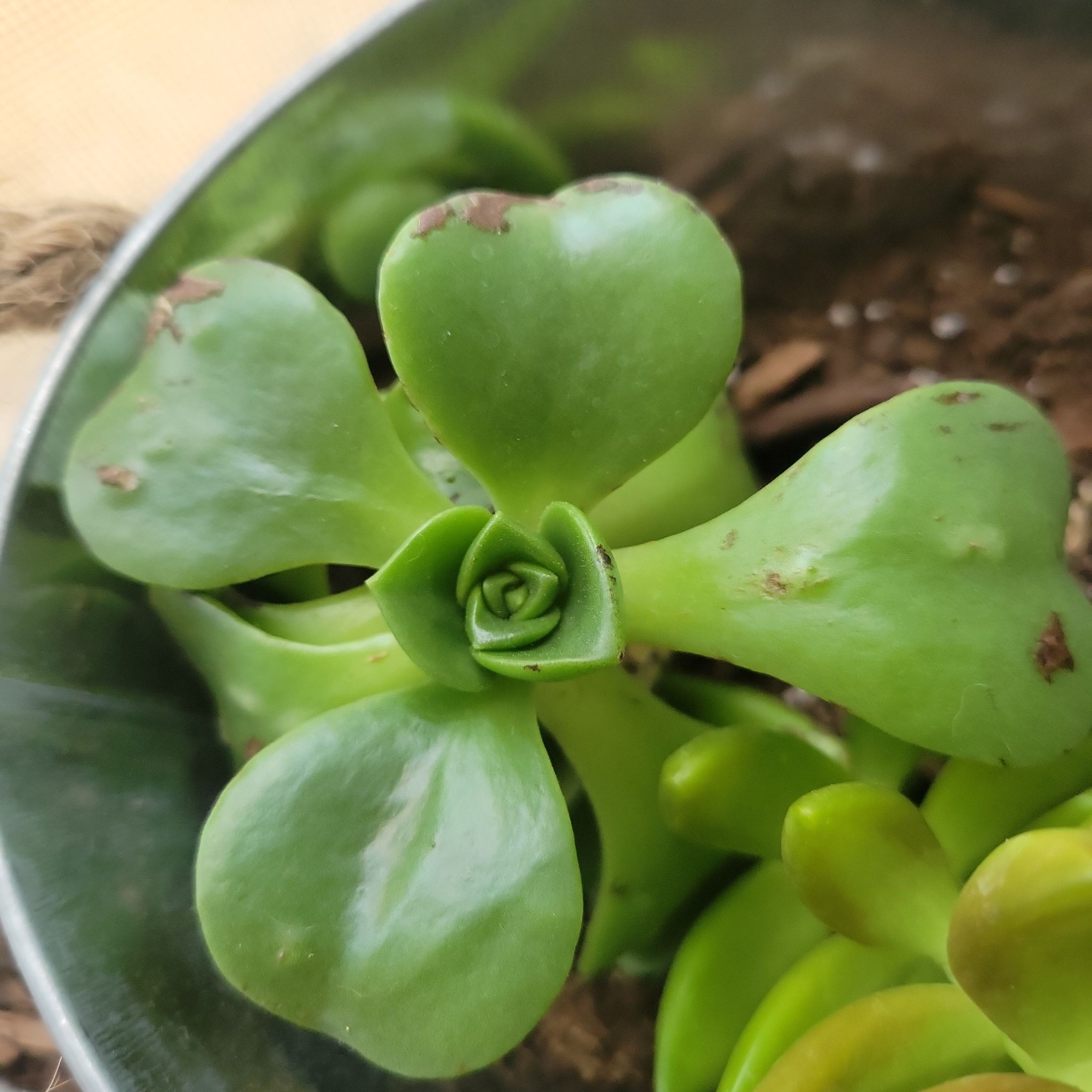 Aeonium 'Lily Pad' succulent with minor browning on leaf edges in a pot with visible soil.