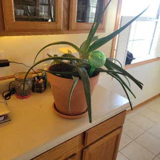 Aloe vera plant in Bussey, Iowa