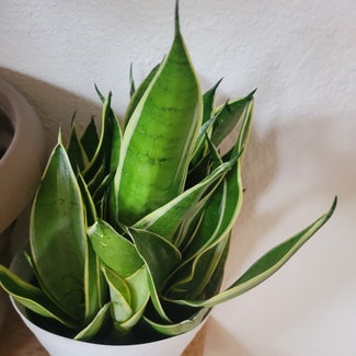 Snake Plant plant in Bussey, Iowa