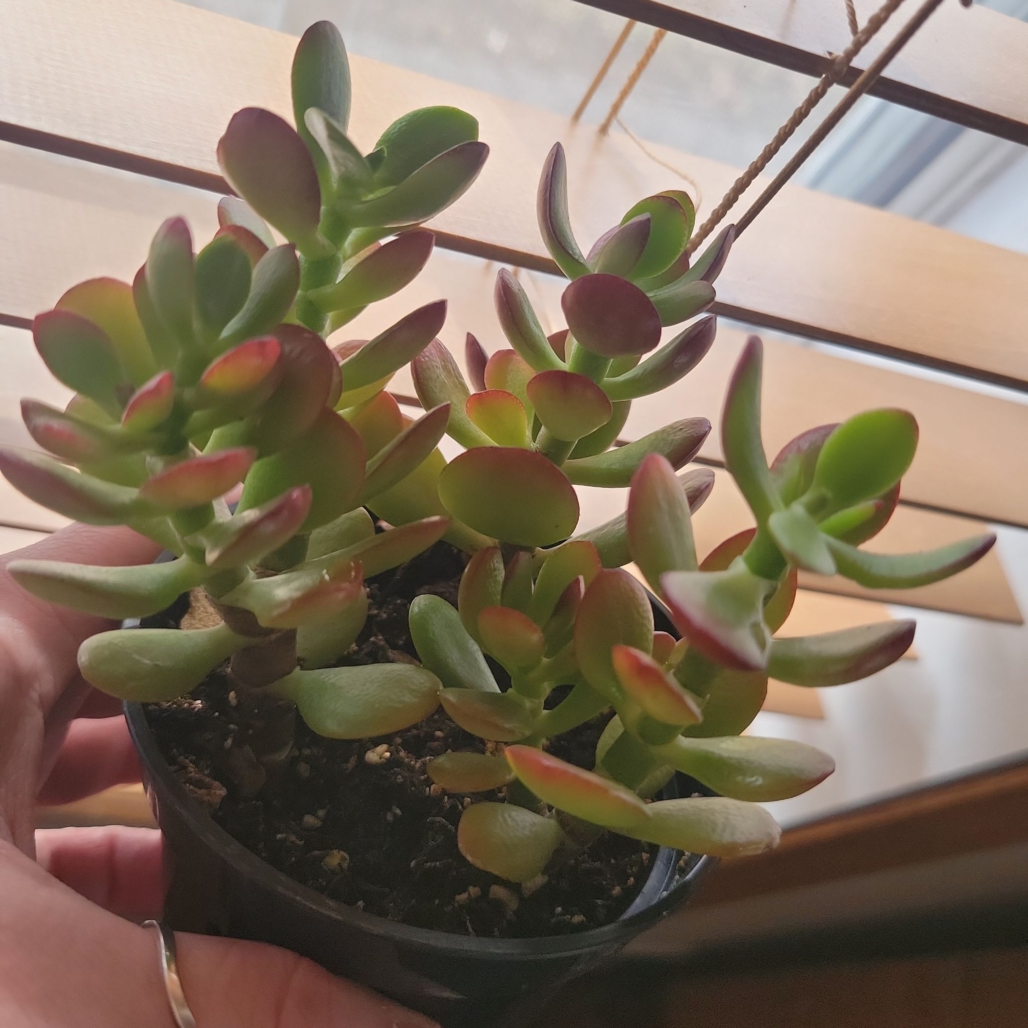 Golden Jade plant in a small pot with vibrant green leaves and reddish tips.