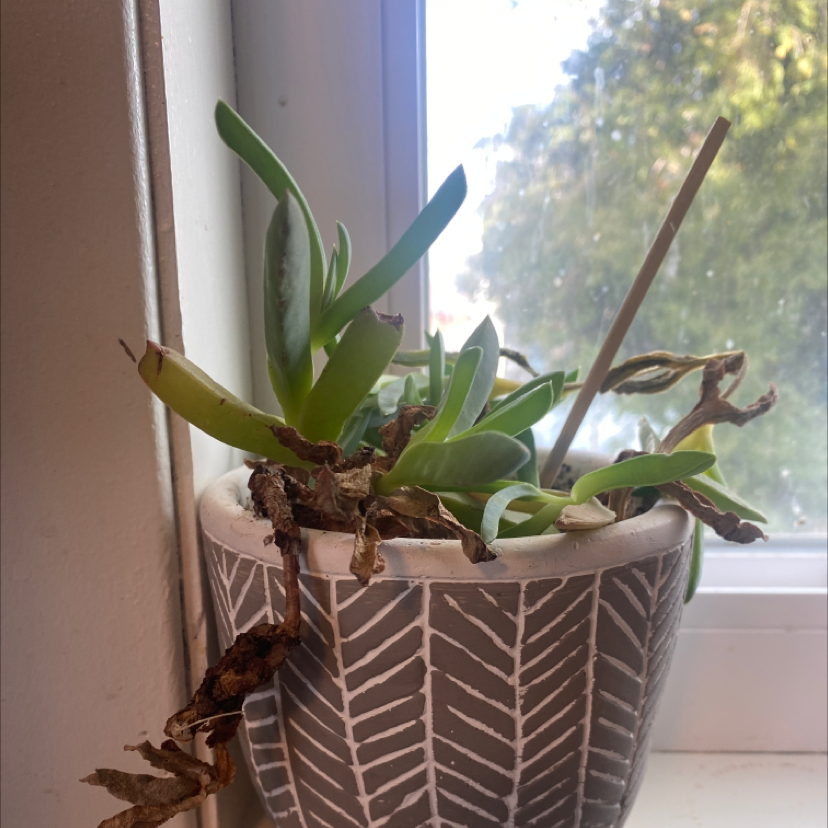 Potted Hottentot Fig plant on a windowsill with some brown, withered leaves.