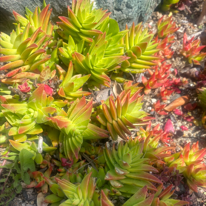 Succulent plant with green leaves and red tips growing in rocky soil. Some leaves show browning.