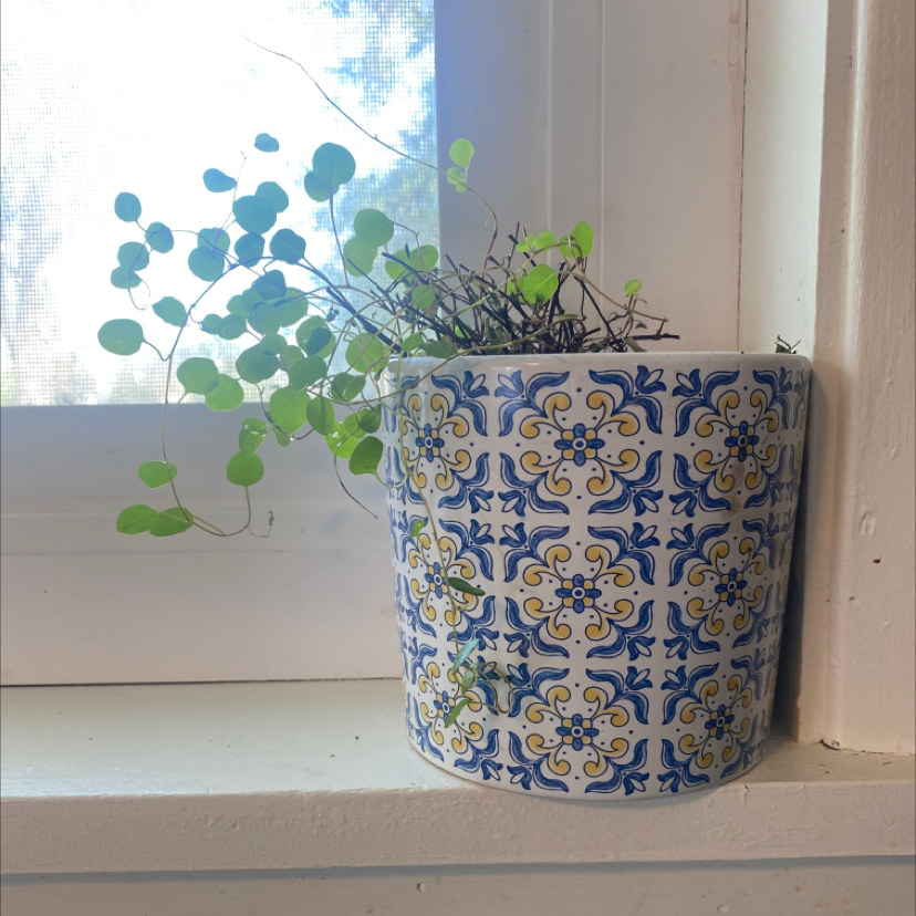 Maidenhair Vine in a decorative pot on a windowsill with some browning leaves.