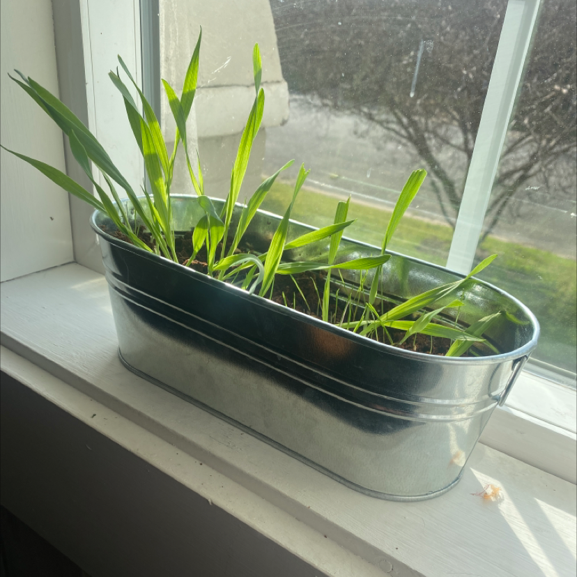 Wheatgrass plant in a metal container on a windowsill, appearing healthy with green leaves.