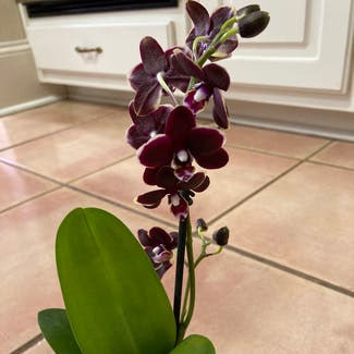 espresso orchid plant in Cataula, Georgia