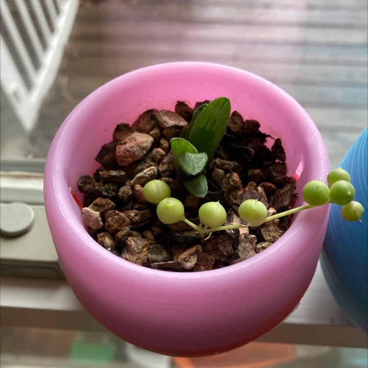 Haworthia cooperi plant in a pink pot with rocky soil and green berries.