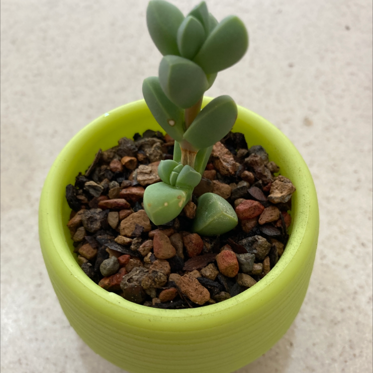 A healthy Iceplant succulent in a green pot with rocky soil.