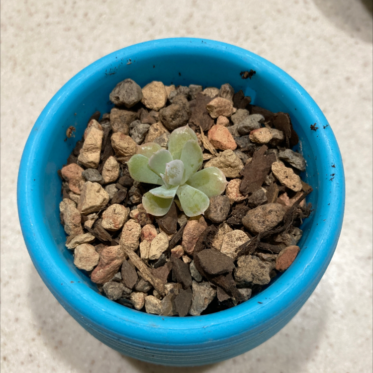 Echeveria 'Topsy Turvy' succulent in a blue pot with rocky soil.