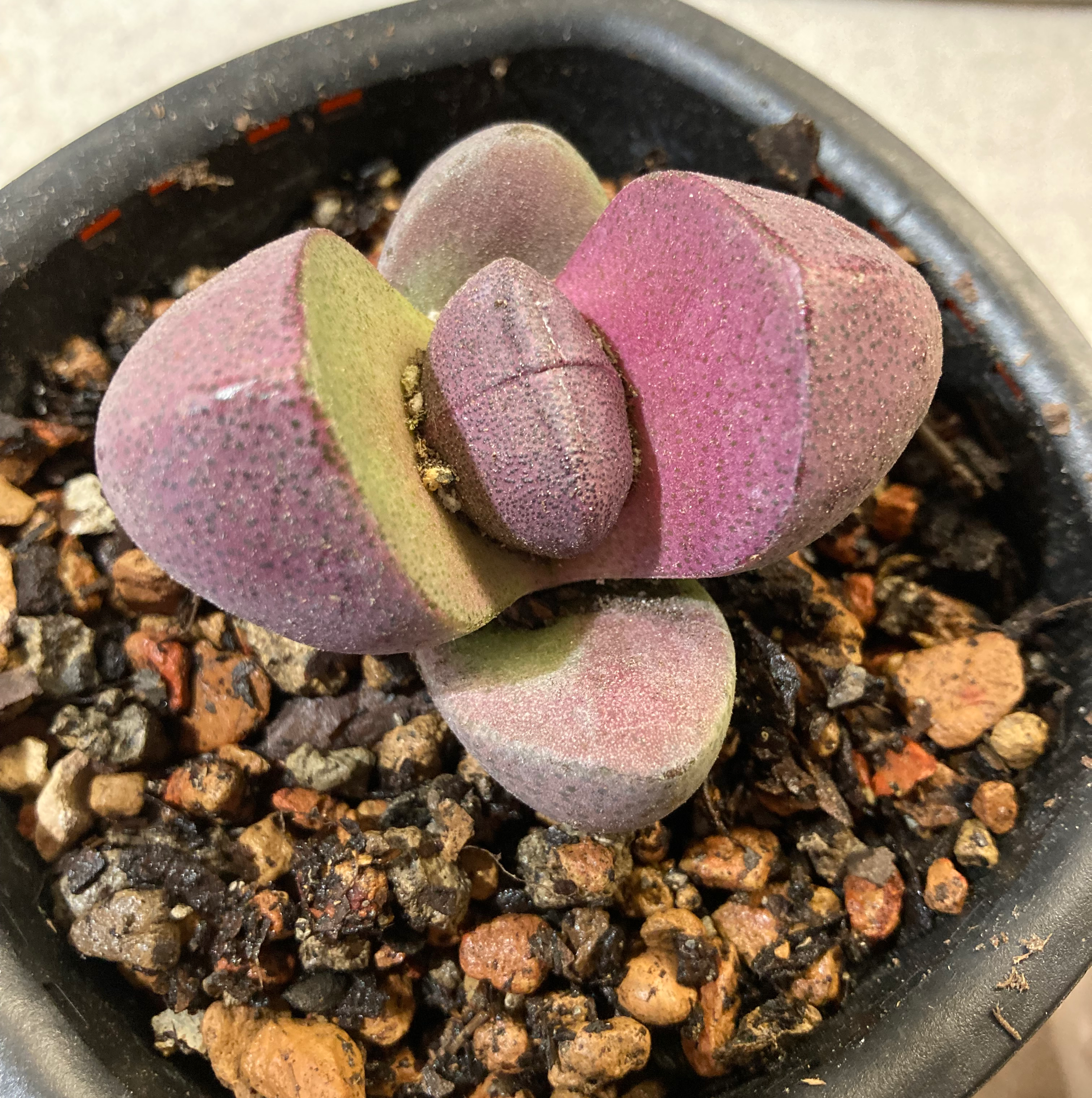 Royal Flush Split Rock plant in a pot with visible soil, appearing healthy.