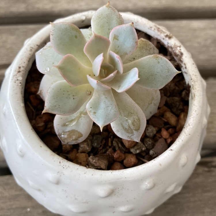 Potted Echeveria Runyonii succulent in a white pot with visible soil.