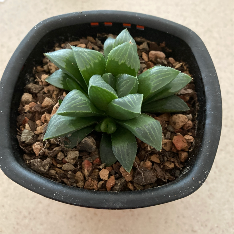 Photo of the plant species Cathedral Window Haworthia by @Mussins named Your plant on Greg, the plant care app