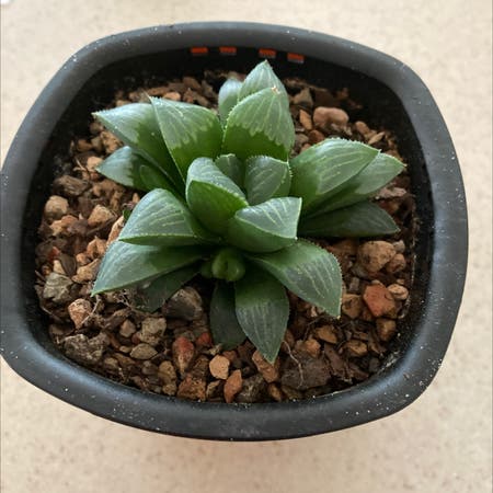 Photo of the plant species Cathedral Window Haworthia by Mussins named Your plant on Greg, the plant care app