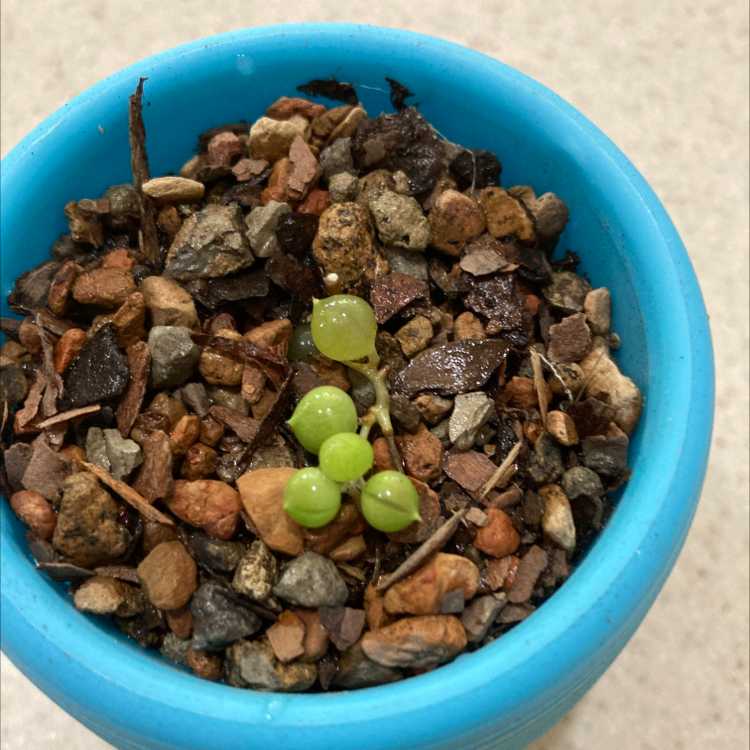 String of Pearls plant in a blue pot with rocky soil, early growth stage.