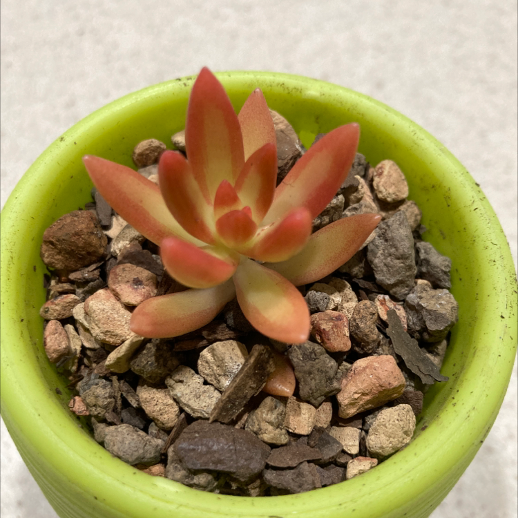Sedum 'Firestorm' succulent in green pot with rocky soil, healthy reddish leaves.
