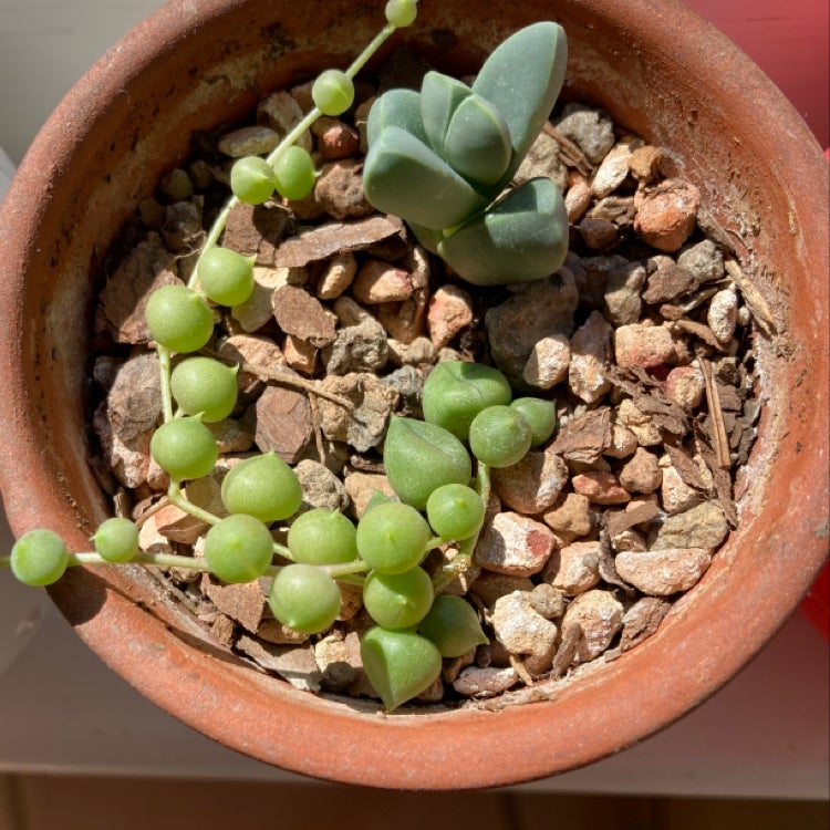 Potted String of Pearls plant with round, green leaves and visible soil.
