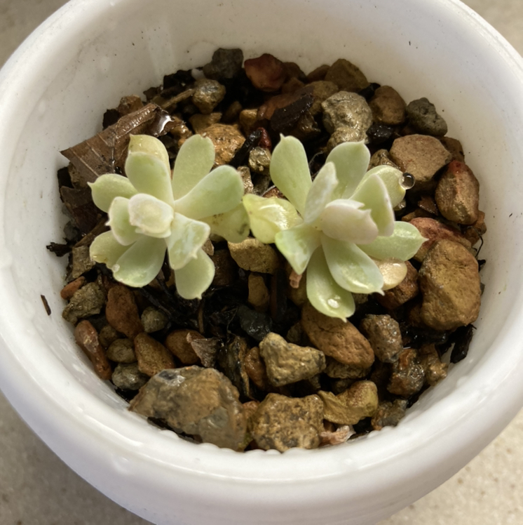 Echeveria 'Topsy Turvy' plant in a white pot with rocky soil.