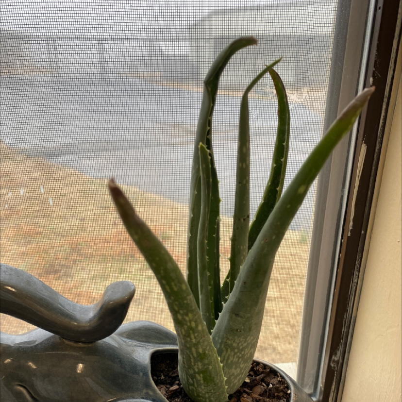 Aloe vera plant photo by @Rachelyork named Burnie Sanders on Greg, the plant care app.