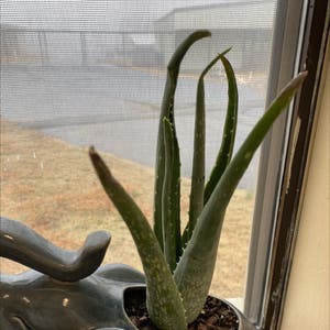 Aloe Vera plant photo by @Rachelyork named Burnie Sanders on Greg, the plant care app.