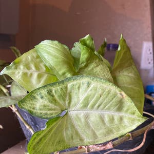 Nephthytis plant photo by @Rachelyork named Spike Leaves on Greg, the plant care app.