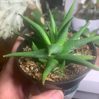 Gasteraloe 'Flow' plant in Somewhere on Earth