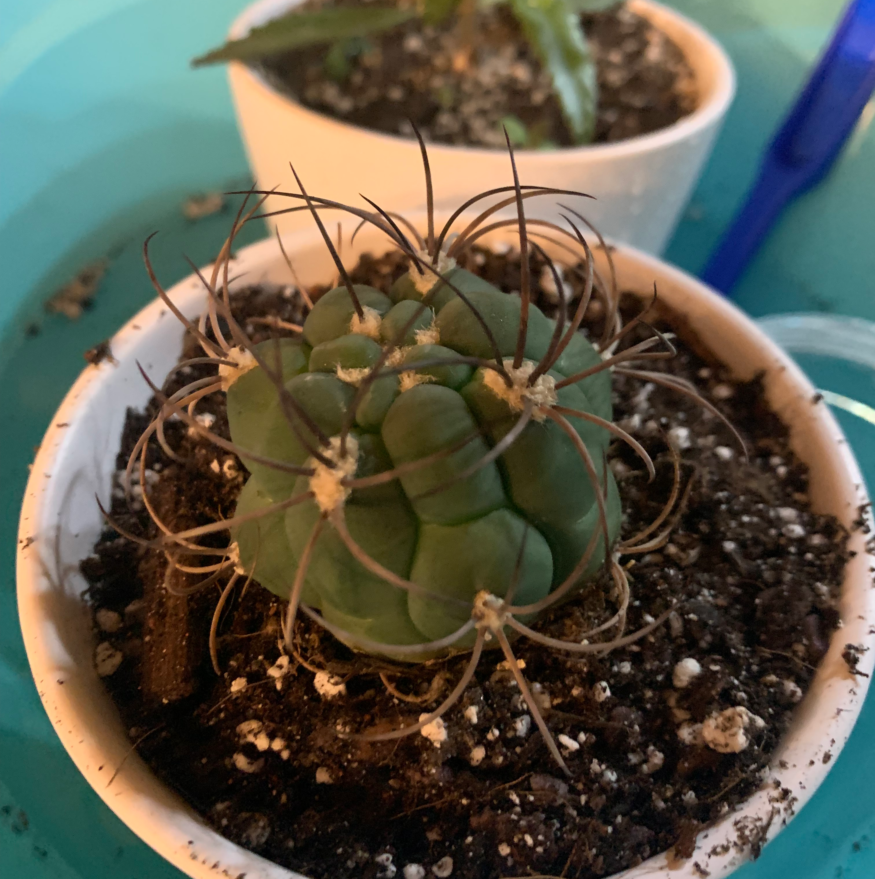 Goat's Horn Cactus in a white pot with visible soil and another plant in the background.