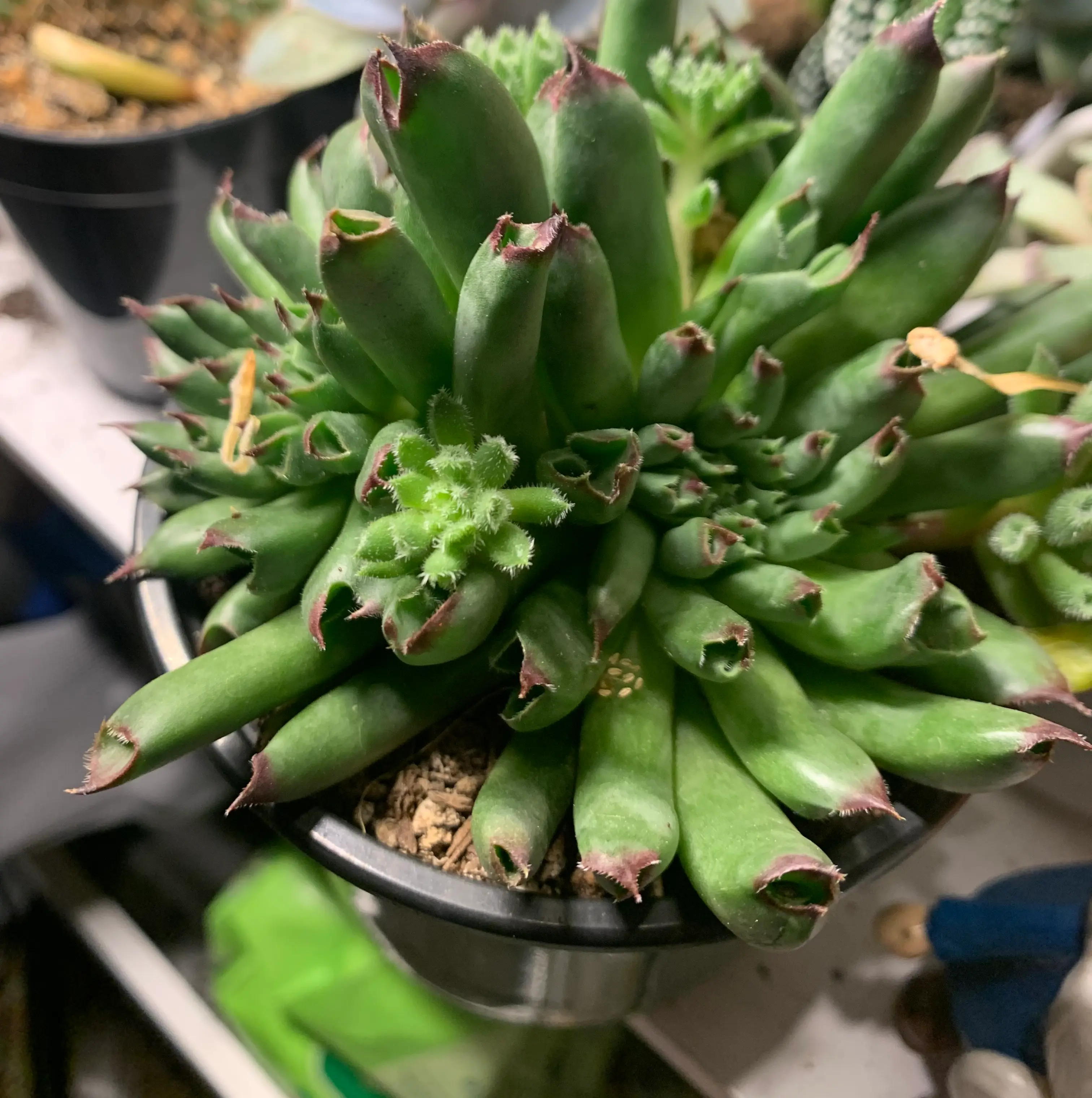 Photo of the plant species Sempervivum 'Oddity' by @MeekPlanty named Planty on Greg, the plant care app