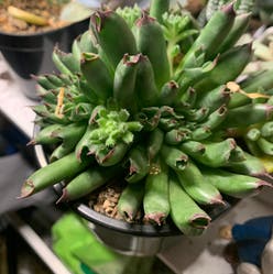 Sempervivum 'Oddity' plant