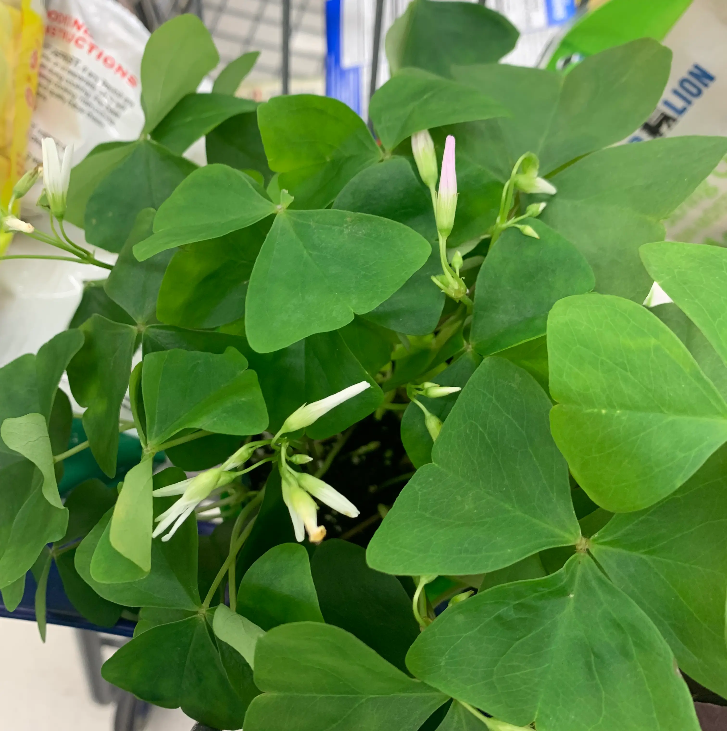 Broadleaf Woodsorrel plant with healthy green leaves and white flowers.
