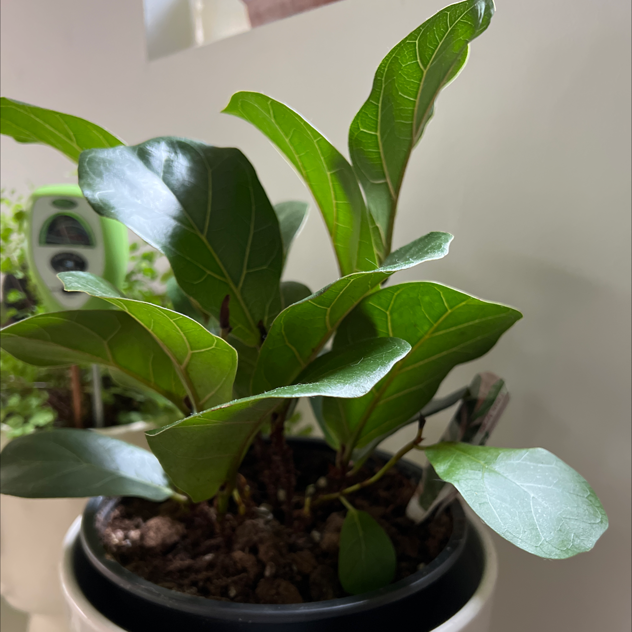 Dwarf Fiddle Leaf Fig plant in a pot with healthy green leaves.