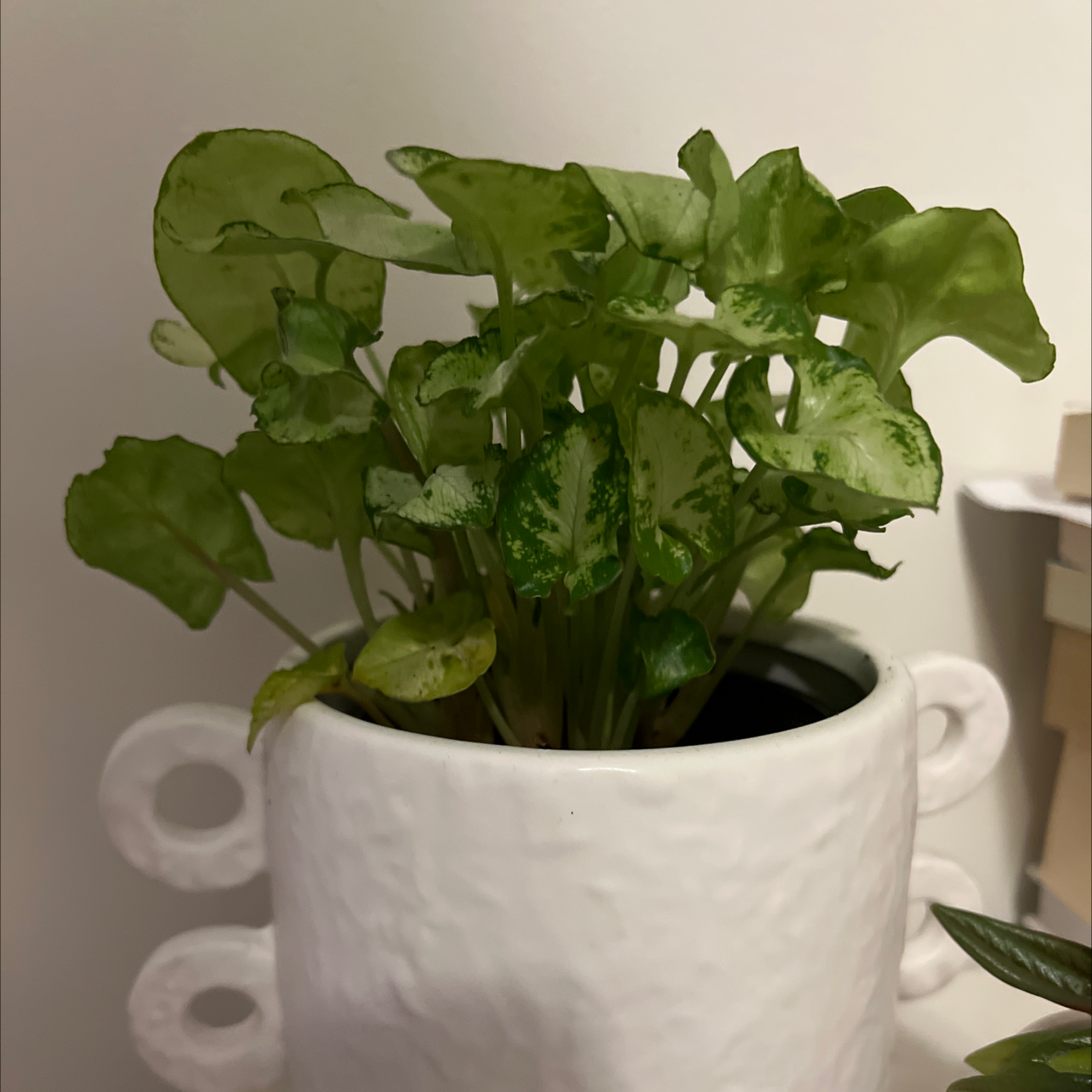 Syngonium Pixie plant in a white pot with some yellowing leaves.