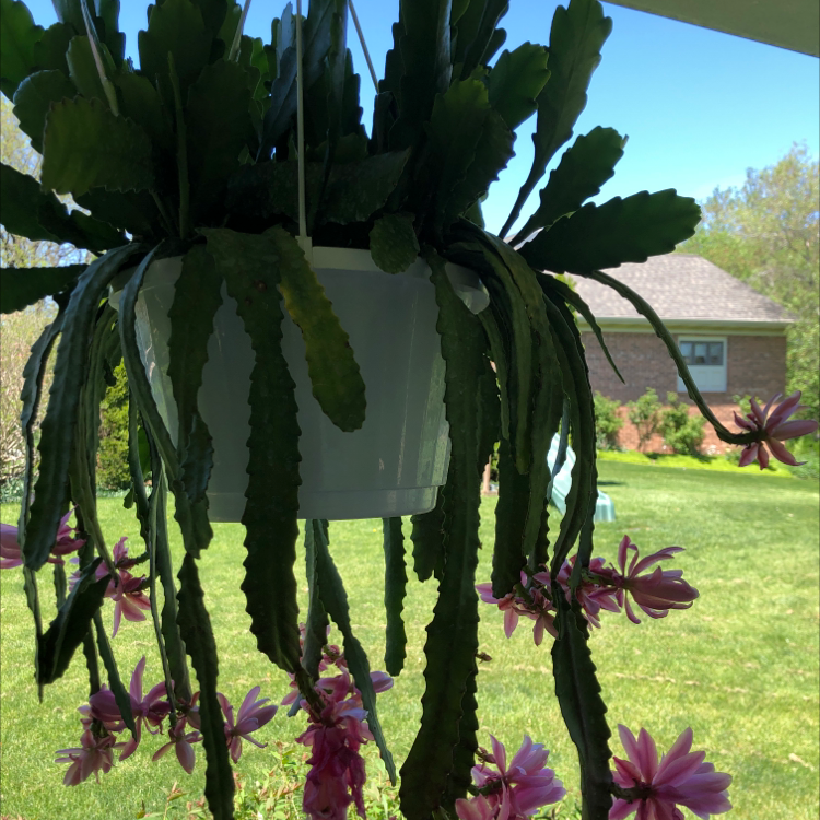 Hanging Red Orchid Cactus with long, segmented leaves and pink flowers.