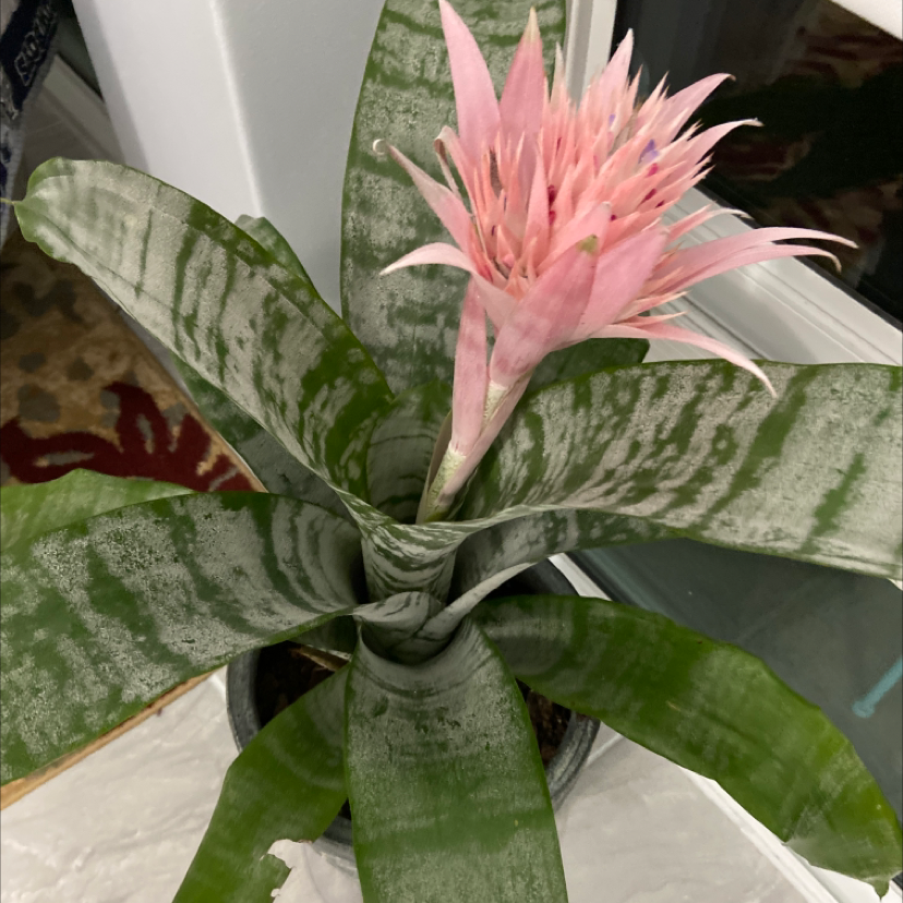 Photo of the plant species Urn Plant by @AmiableChaya named Pink Blossom on Greg, the plant care app
