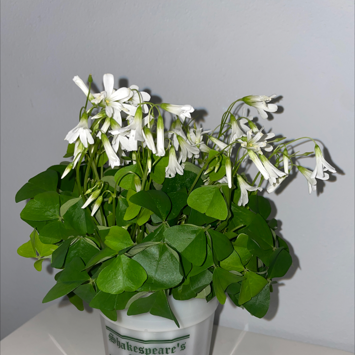 Purple Shamrocks plant photo by @SophieHasPlants named Winston on Greg, the plant care app.