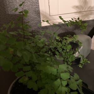 Maidenhair Fern plant photo by @RadiantBasil named Anne on Greg, the plant care app.