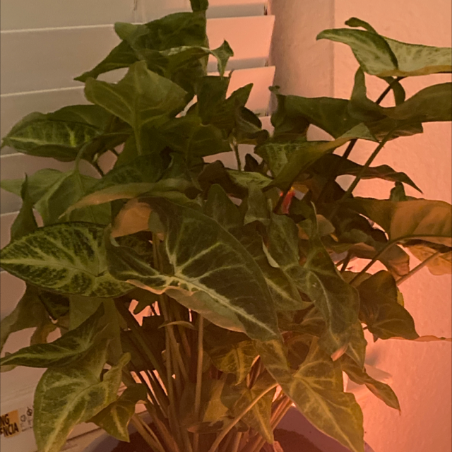 Arrowhead Plant plant photo by @ClearYuzu named COCO on Greg, the plant care app.