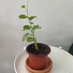 Grape Ivy plant